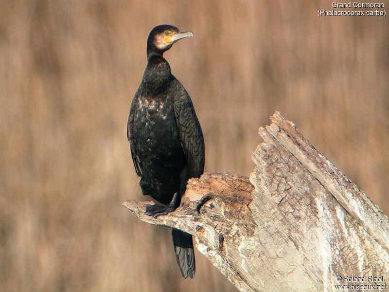 Great Cormorant