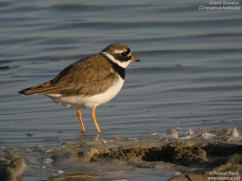 Common Ringed Ploveradult breeding