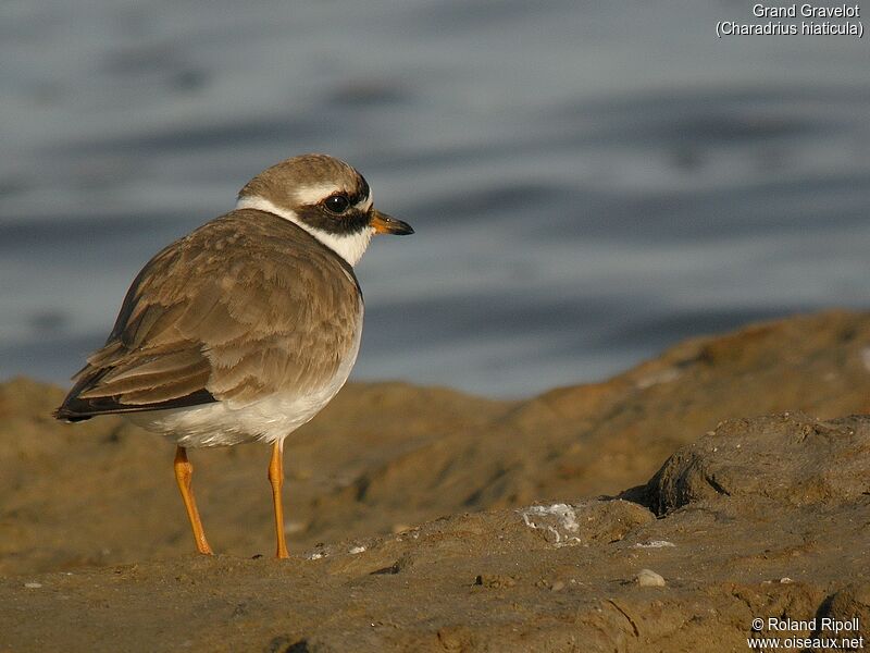 Common Ringed Ploveradult