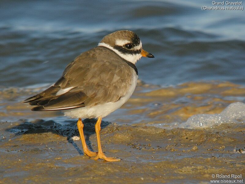 Common Ringed Ploveradult post breeding