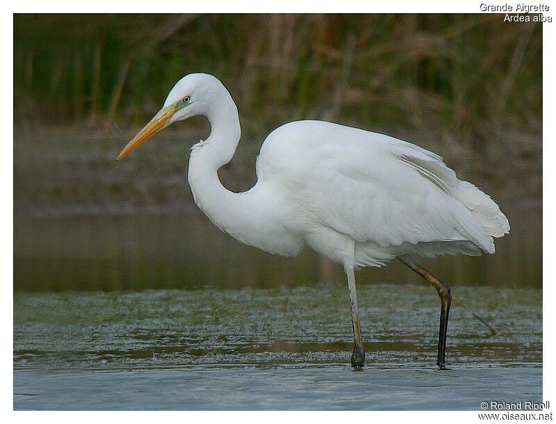 Great Egretadult