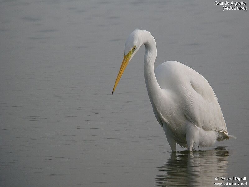 Great Egretadult post breeding