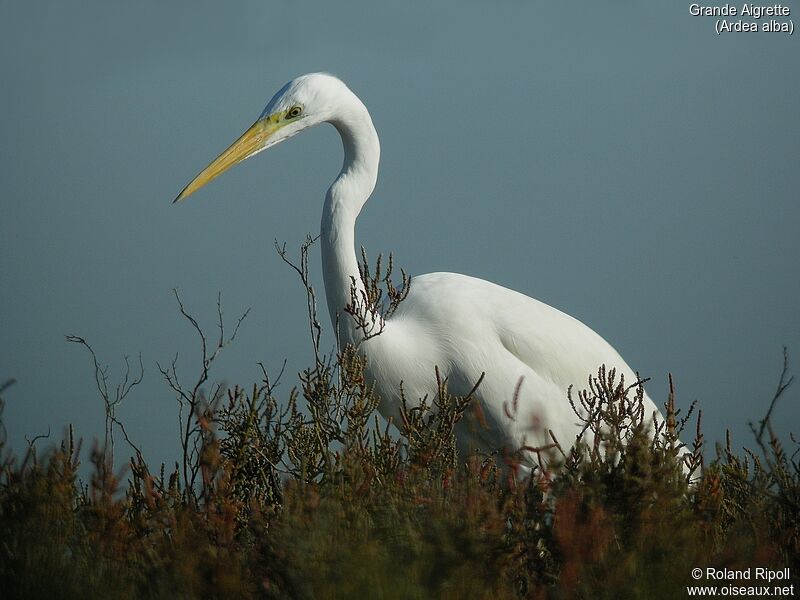 Great Egretadult post breeding