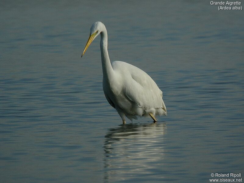 Great Egretadult post breeding