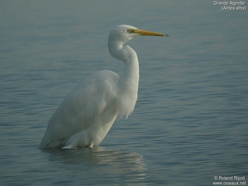 Great Egretadult post breeding