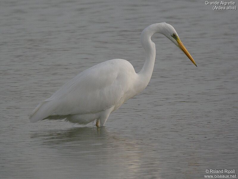 Great Egretadult post breeding