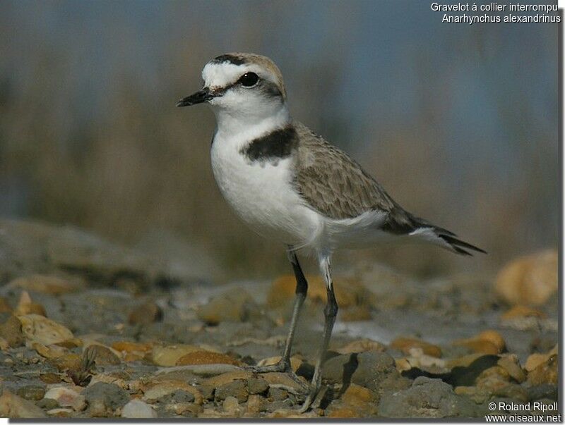 Kentish Plover male adult breeding