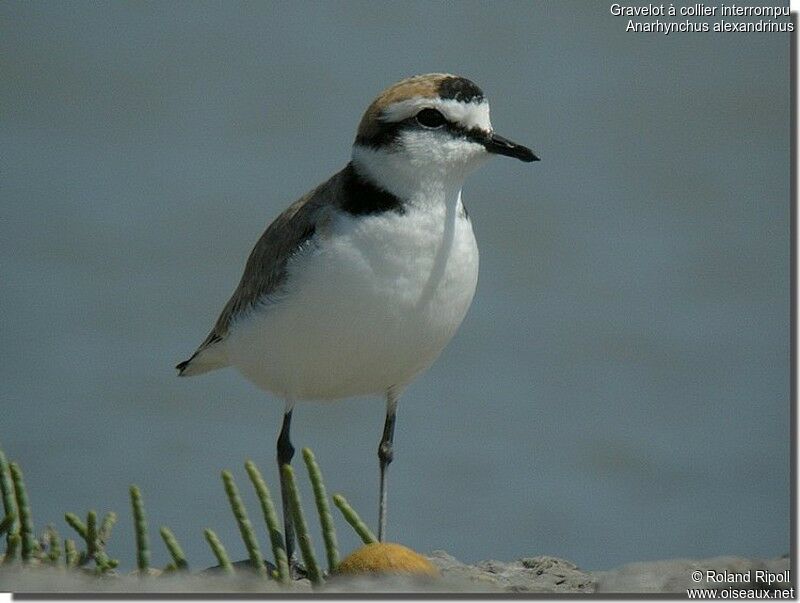 Kentish Plover male adult breeding