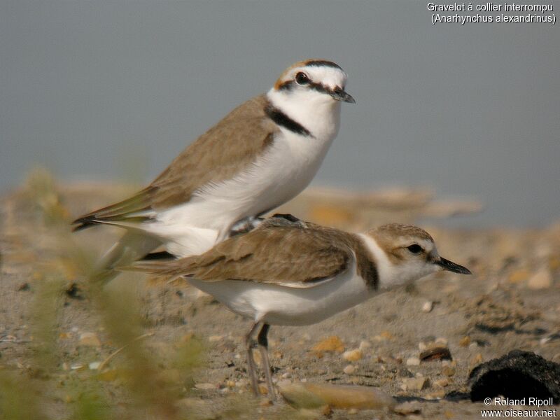 Kentish Plover adult breeding