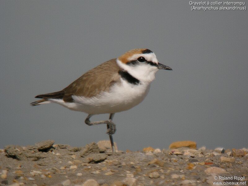 Kentish Plover male adult breeding