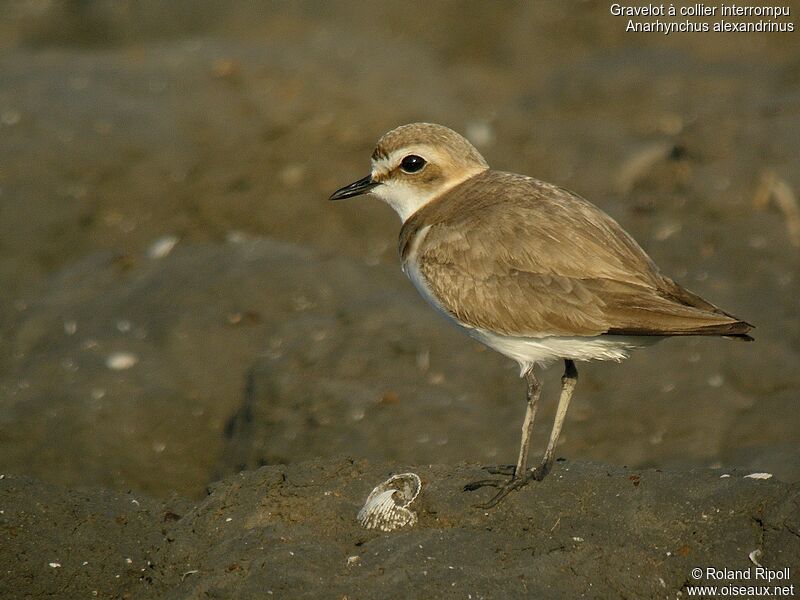 Kentish Plover female adult breeding