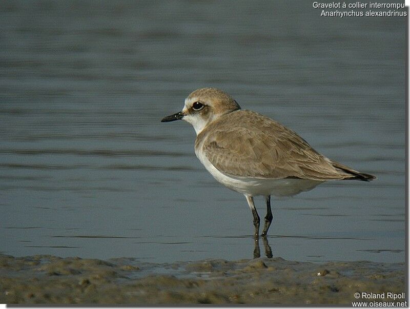 Kentish Plover female adult breeding