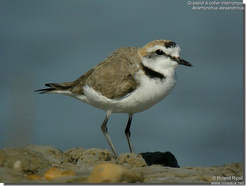 Kentish Plover male adult breeding