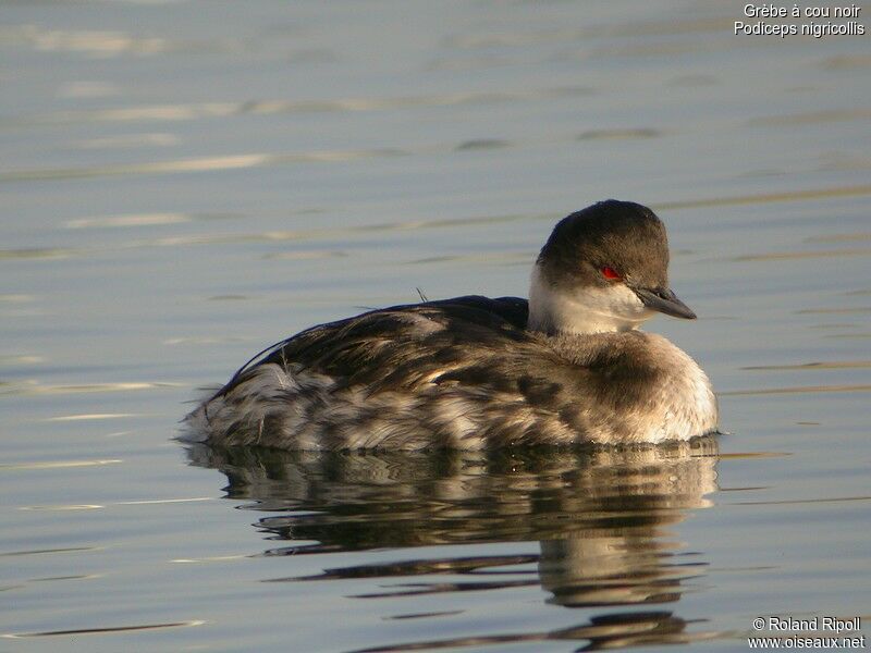 Black-necked Grebeadult post breeding