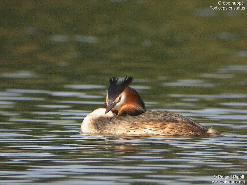 Great Crested Grebe male adult breeding