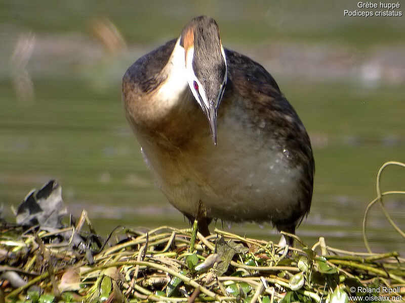 Great Crested Grebe female adult breeding