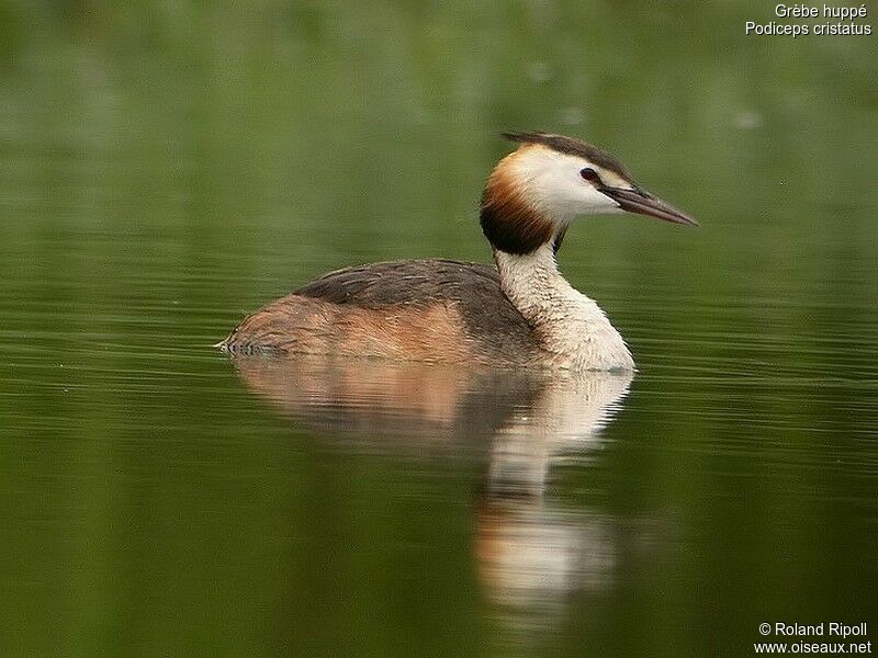 Great Crested Grebeadult breeding