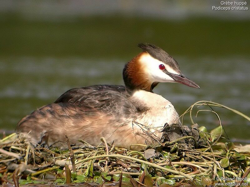 Great Crested Grebeadult breeding