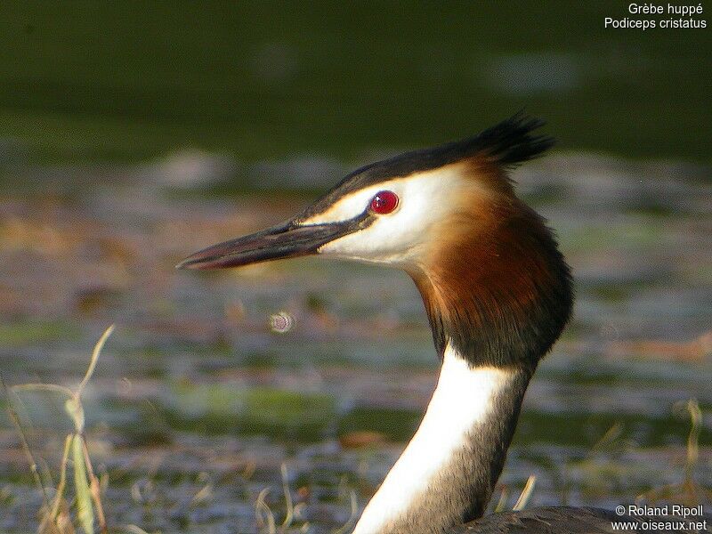 Great Crested Grebeadult breeding