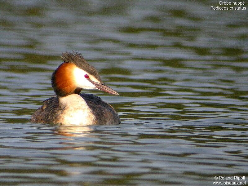 Great Crested Grebeadult breeding