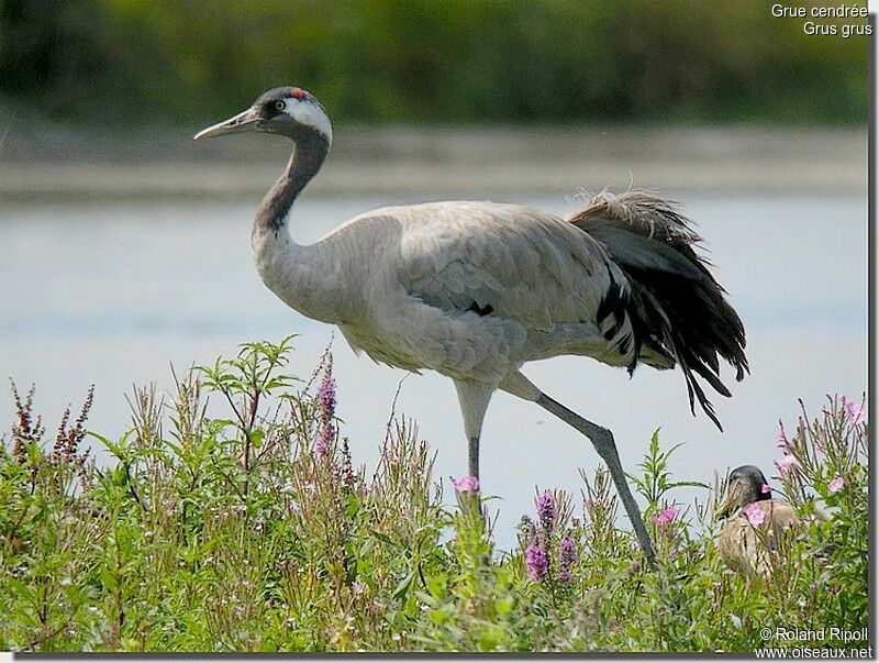 Common Crane