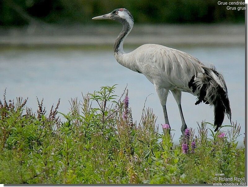 Common Crane