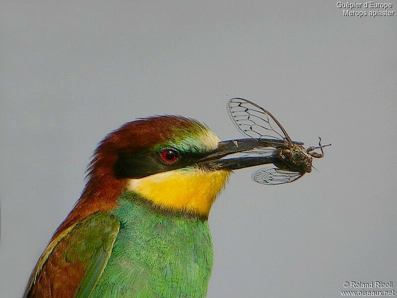 European Bee-eateradult breeding