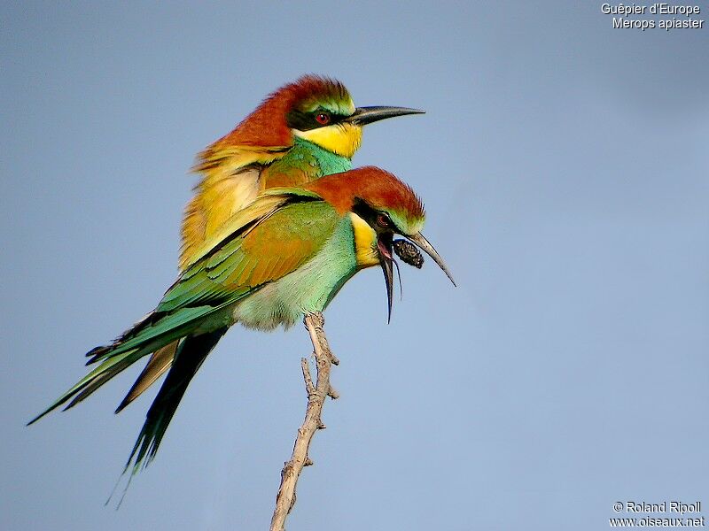 European Bee-eater adult breeding