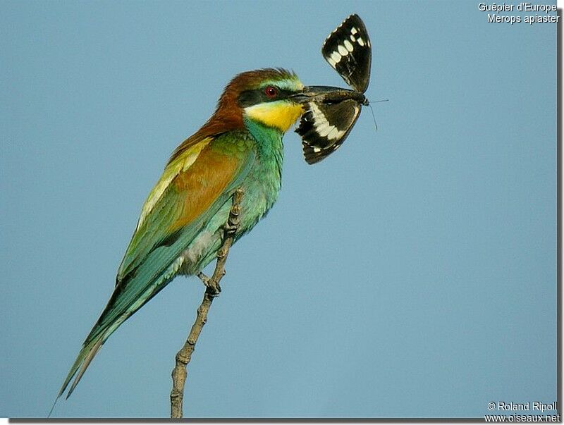 European Bee-eateradult breeding