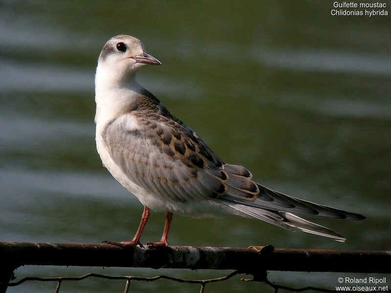 Whiskered Ternjuvenile