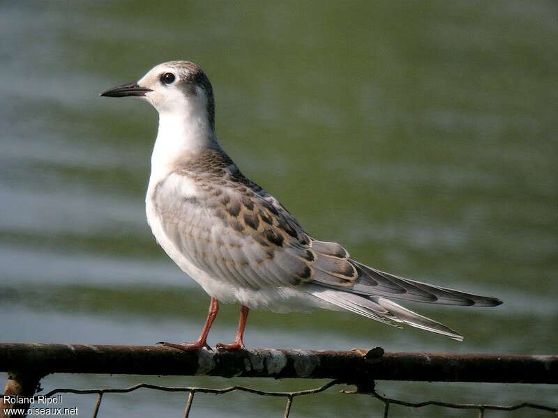 Guifette moustacjuvénile, identification