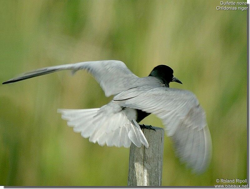 Guifette noireadulte nuptial