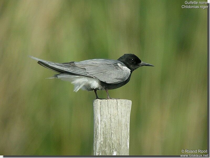 Guifette noireadulte nuptial