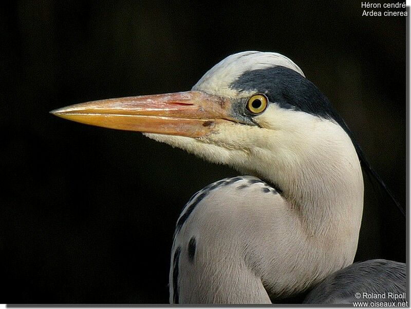 Grey Heronadult breeding