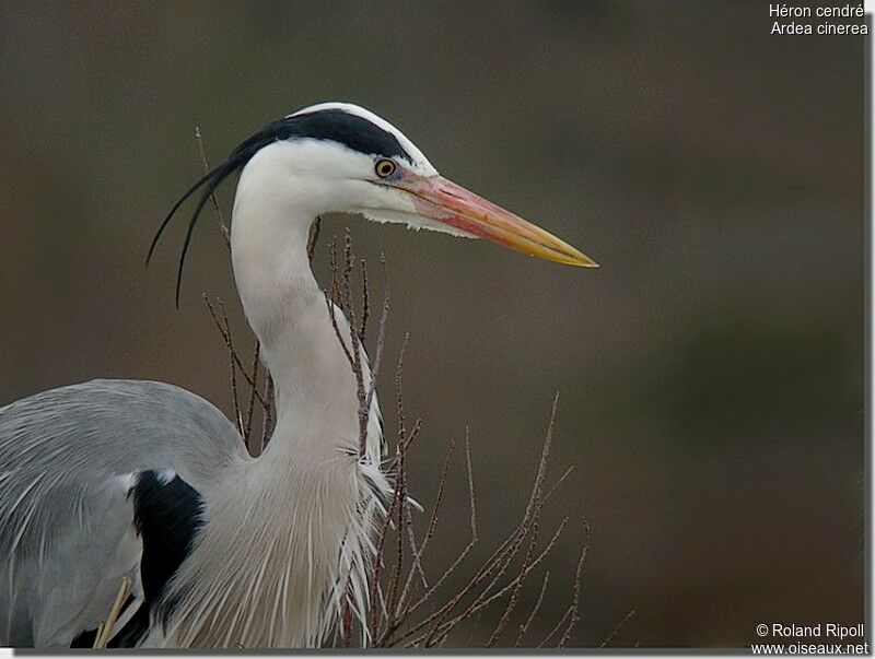 Grey Heronadult breeding