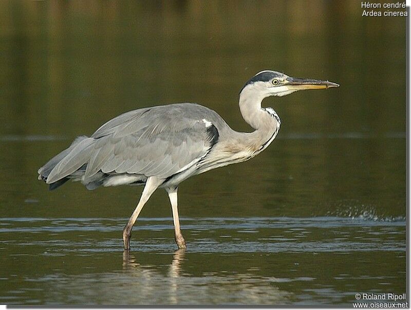 Grey Heronadult, identification