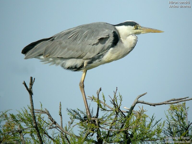 Grey Heronadult post breeding