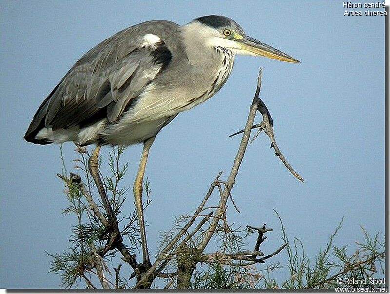 Grey Heronadult