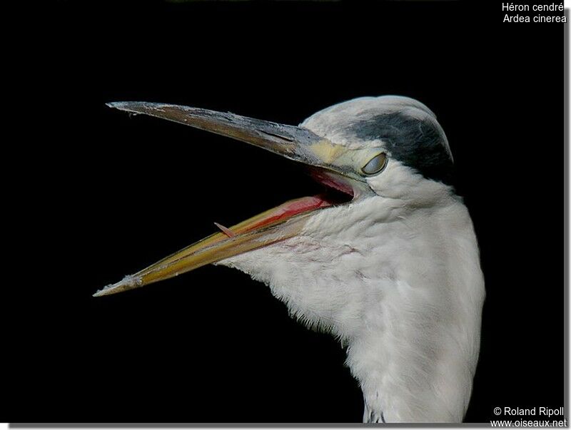 Grey Heronadult