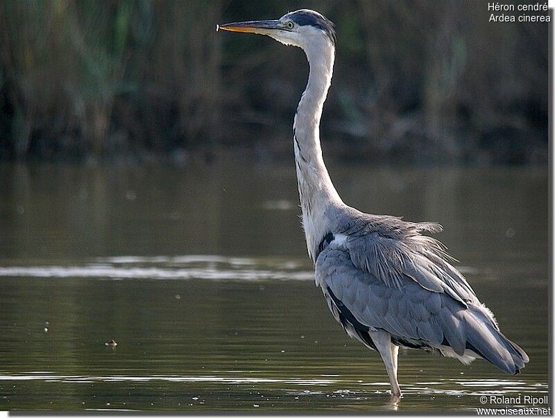 Grey Heronadult