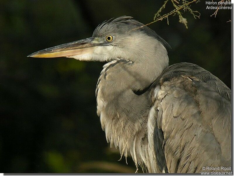 Grey Heron