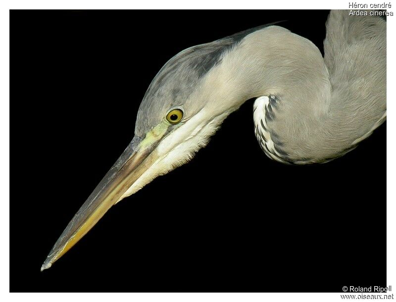 Grey Heronadult post breeding