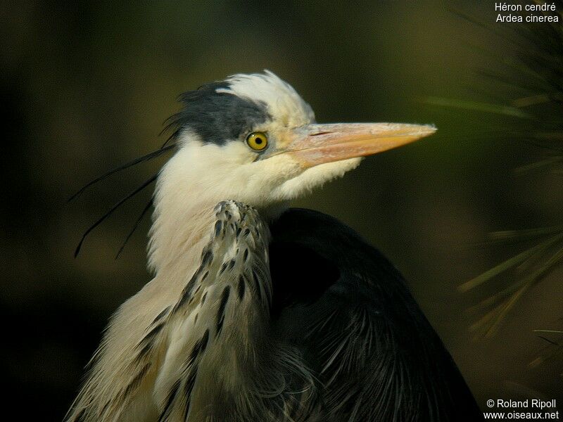 Grey Heronadult