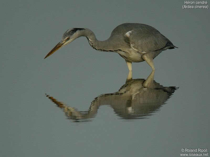 Grey Heronadult post breeding