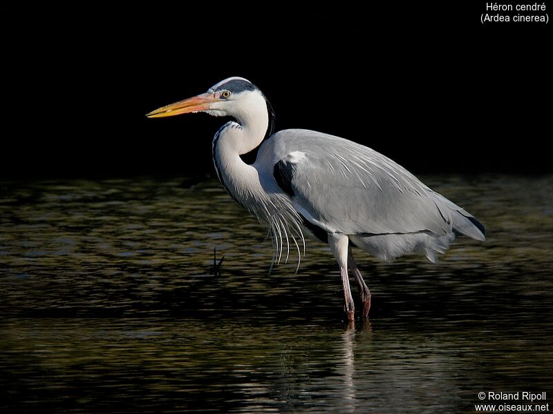 Grey Heronadult post breeding