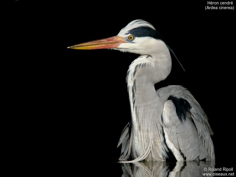 Grey Heronadult post breeding