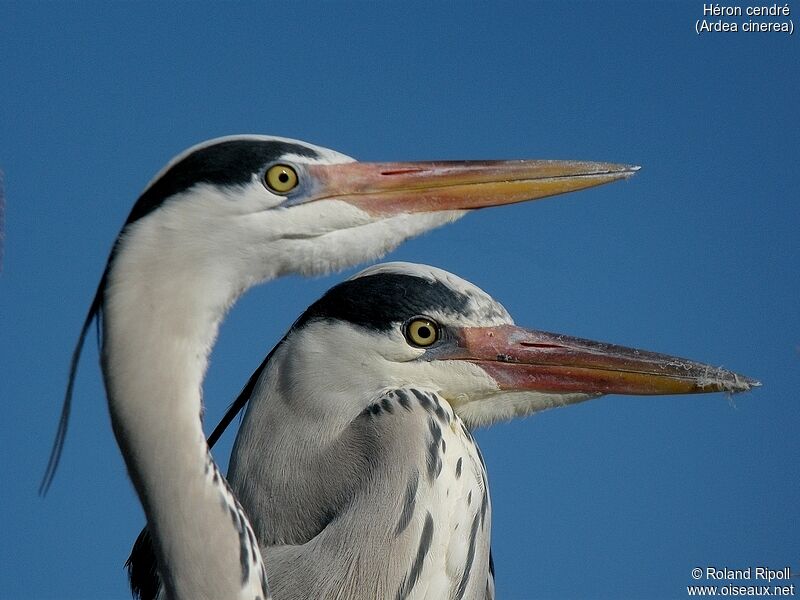 Grey Heron adult breeding