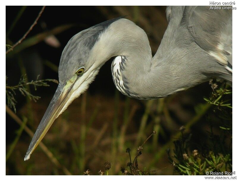 Grey Heronadult post breeding