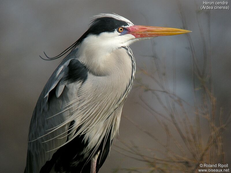 Grey Heronadult breeding