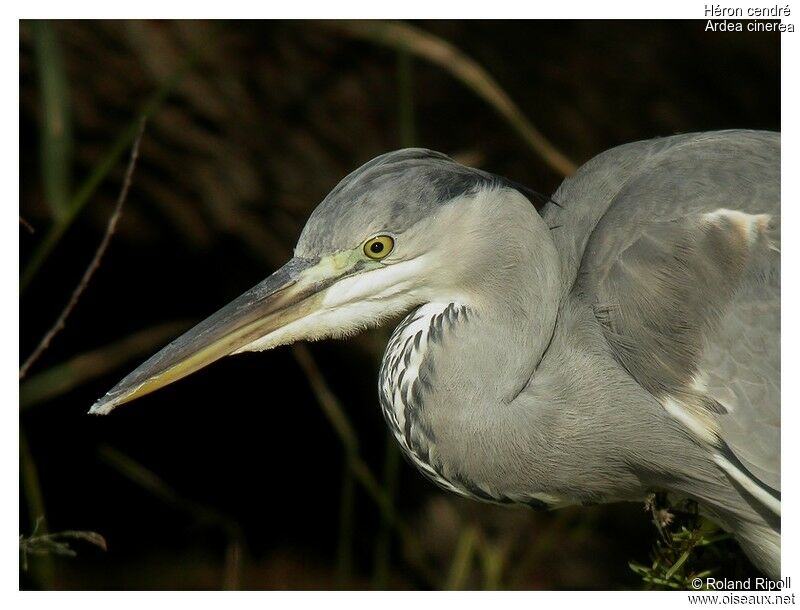 Grey Heronadult post breeding